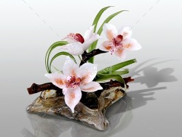 Орхидеи Бриджит